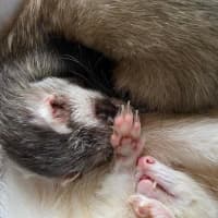 Photo of Sid & Digby