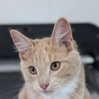 Photo of Bodhi