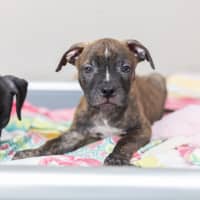 Photo of Lucky Charm