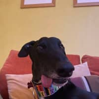 Photo of Ace The Greyhound