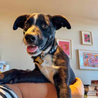 Photo of Cruffin