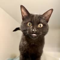 Photo of Heathcliff