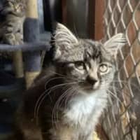 Photo of Jinx