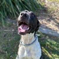 Photo of Maverick