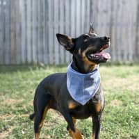 Photo of Ozzie