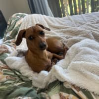 Photo of Daisy
