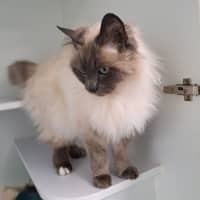 Photo of Twitch