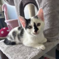 Photo of Skittles And Parkway 😸