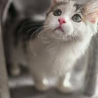 Photo of Lily