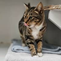 Photo of Pickle