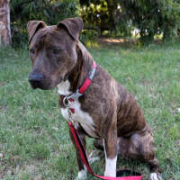 Photo of Duke 