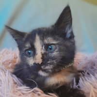 Photo of Cosmo, Stormy, Sable And Kalla