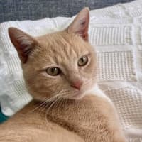 Photo of Yogi