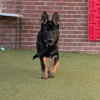 Photo of Arlo