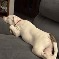 Photo of Casper   11 Month Old Staffy X