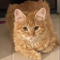 Photo of Willow (Fostered In Perth)