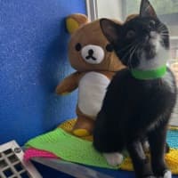 Photo of Salem