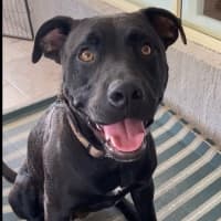 Photo of D1052 Hutch