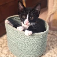 Photo of Pancake