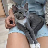 Photo of Rocket & Misty   Located In Glenroy