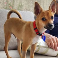 Photo of Micky   4 Month Old Chihuahua X