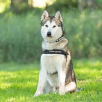 Photo of Atlas