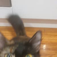 Photo of Ruby 