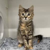 Photo of Fig