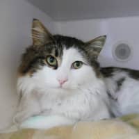 Photo of Stitch Sta012997