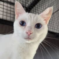 Photo of Mr Tony Now Tofu