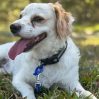 Photo of Boomer   1 Year Old Cavalier X