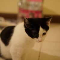 Photo of Moo Moo