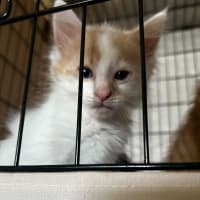 Photo of Winston