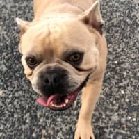 Photo of Duke   3 Year Old French Bulldog (Trial)