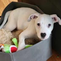 Photo of Winston