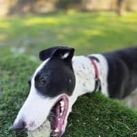 Photo of Tippa