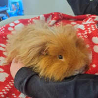 Photo of Harry And Hairy