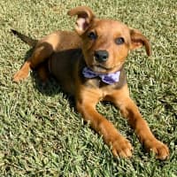 Photo of Betty   9 Week Old Mixed Breed