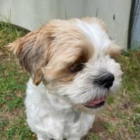 Photo of Hunter