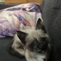Photo of Riff