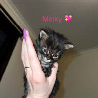 Photo of Minky