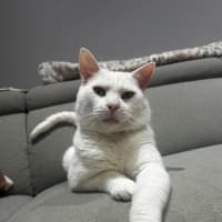 Photo of Puffin