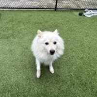 Photo of Rico