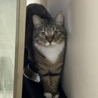 Photo of Batman   Bonded With Enchantress