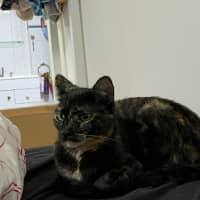 Photo of Tulip