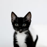 Photo of Sox