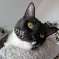 Photo of Max   In Foster Care In Reservoir