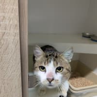 Photo of 🍏 Boomer 6440 🍏