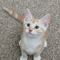 Photo of Barley Sugar