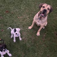 Photo of Marmalade *$350 Adoption Fee*